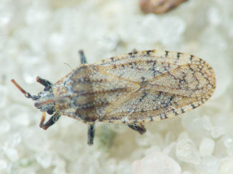 Tingis (Neolasiotropis) pauperata (Puton, 1879)